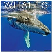 Buy Whales 2026 12 X 12 Wall Calendar