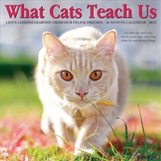Buy What Cats Teach Us 2026 12 X 12 Wall Calendar