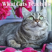 Buy What Cats Teach Us 2026 7 X 7 Mini Wall Calendar