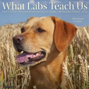 Buy What Labs Teach Us 2026 12 X 12 Wall Calendar