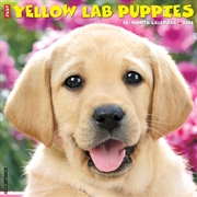 Buy Yellow Lab Puppies 2026 12 X 12 Wall Calendar