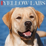 Buy Yellow Labs 2026 12 X 12 Wall Calendar