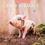 Buy Baby Animals 2026 Square Wall Calendar