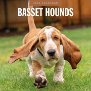 Buy Basset Hounds 2026 Square Wall Calendar