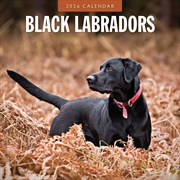 Buy Black Labradors 2026 Square Wall Calendar