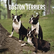 Buy Boston Terriers 2026 Square Wall Calendar