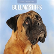 Buy Bullmastiffs 2026 Square Wall Calendar