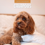 Buy Cavapoos 2026 Square Wall Calendar