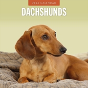 Buy Dachshunds 2026 Square Wall Calendar