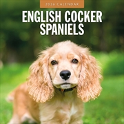 Buy English Cocker Spaniels 2026 Square Wall Calendar