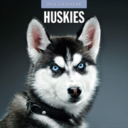 Buy Huskies 2026 Square Wall Calendar