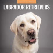 Buy Labrador Retrievers 2026 Square Wall Calendar