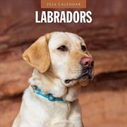Buy Labradors 2026 Square Wall Calendar
