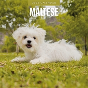 Buy Maltese 2026 Square Wall Calendar