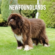 Buy Newfoundlands 2026 Square Wall Calendar