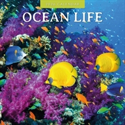 Buy Ocean Life 2026 Square Wall Calendar