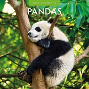 Buy Pandas 2026 Square Wall Calendar