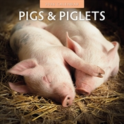 Buy Pigs & Piglets 2026 Square Wall Calendar