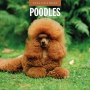 Buy Poodles 2026 Square Wall Calendar