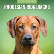 Buy Rhodesian Ridgebacks 2026 Square Wall Calendar