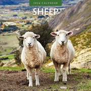 Buy Sheep 2026 Square Wall Calendar