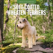 Buy Soft-Coated Wheaten Terriers 2026 Square Wall Calendar