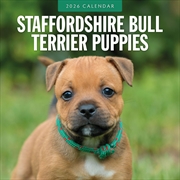 Buy Staffordshire Bull Terrier Puppies 2026 Square Wall Calendar