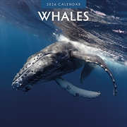 Buy Whales 2026 Square Wall Calendar