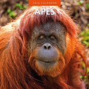 Buy Apes 2026 Square Wall Calendar