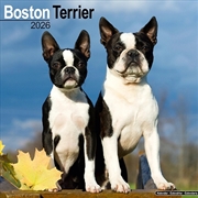 Buy Boston Terrier Calendar 2026 Square Dog Breed Wall Calendar - 16 Month
