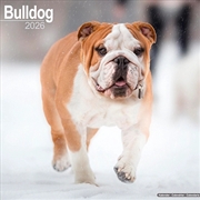 Buy Bulldog Calendar 2026 Square Dog Breed Wall Calendar - 16 Month