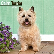 Buy Cairn Terrier Calendar 2026 Square Dog Breed Wall Calendar - 16 Month