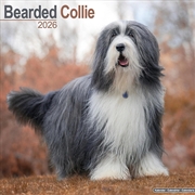 Buy Bearded Collie Calendar 2026 Square Dog Breed Wall Calendar - 16 Month