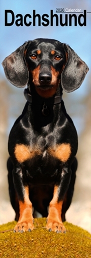 Buy Dachshund Slim Calendar 2026 Dog Breed Slimline Calendar - 12 Month