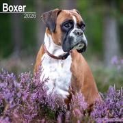 Buy Boxer (Euro) Calendar 2026 Square Dog Breed Wall Calendar - 16 Month