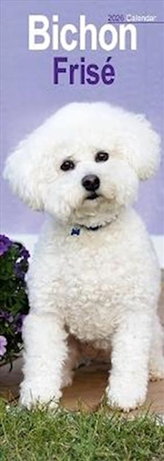 Buy Bichon Frise Slim Calendar 2026 Dog Breed Slimline Calendar - 12 Month