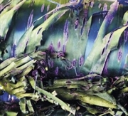 Buy Multizonal Mindscramble