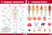 Buy Educational Poster Double Sided Skeleton