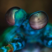 Buy Amasia: Anamibia Sessions 2