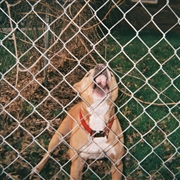 Buy Pop Culture - Beer & Bone W/ Evergreen Splatter Vinyl