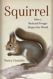 Buy Squirrel : How A Backyard Forager Shapes Our World