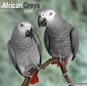 Buy African Greys Calendar 2026 Square Bird Wall Calendar - 16 Month