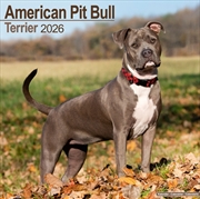 Buy American Pit Bull Terrier Calendar 2026 Square Dog Breed Wall Calendar - 16 Month