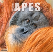 Buy Apes Calendar 2026 Square Animal Wall Calendar - 16 Month
