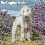Buy Bedlington Terrier Calendar 2026 Square Dog Breed Wall Calendar - 16 Month