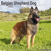 Buy Belgian Shepherd Dog Calendar 2026 Square Dog Breed Wall Calendar - 16 Month