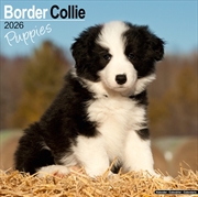Buy Border Collie Puppies Calendar 2026 Square Dog Puppy Breed Wall Calendar - 16 Month