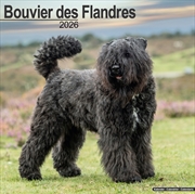 Buy Bouvier Des Flandres (Euro) Calendar 2026 Square Dog Breed Wall Calendar - 16 Month
