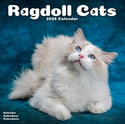 Buy Cats - Ragdoll Calendar 2026 Square Cat Wall Calendar - 16 Month