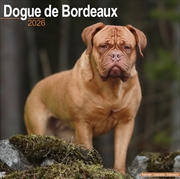 Buy Dogue De Bordeaux Calendar 2026 Square Dog Breed Wall Calendar - 16 Month